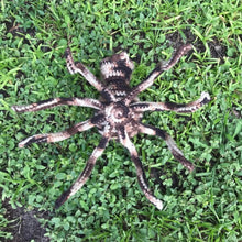 Load image into Gallery viewer, Gogara the Spider - Fully Posable Giant Spider